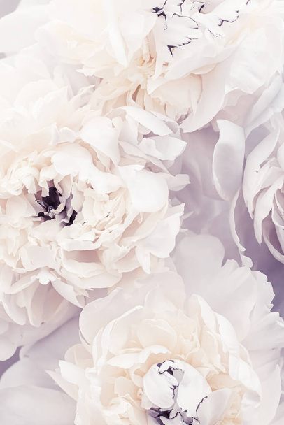 Fleurs de pivoine fleuries comme art floral sur fond violet, décor de mariage et marque de luxe
 - Photo, image