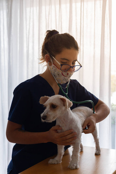 Красивая женщина-ветеринар проверяет маленькую белую собаку стетоскопом. у нее каштановые волосы, очки и подбородок - Фото, изображение