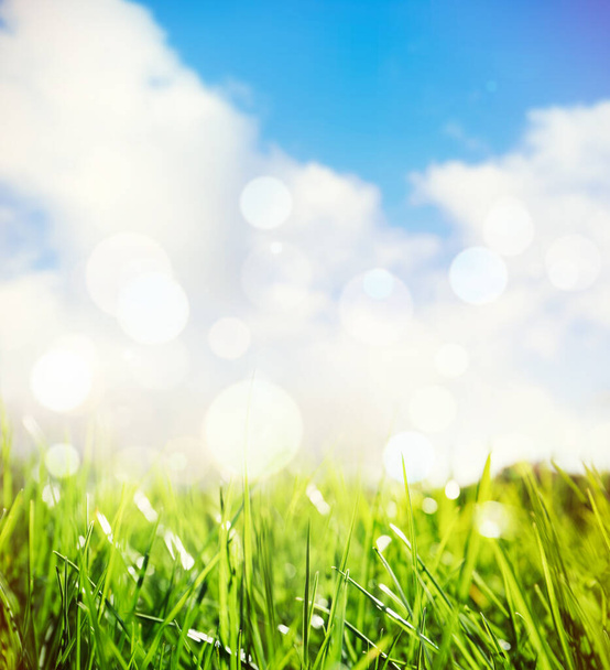 Zelená tráva a modrá obloha za slunečného dne, detailní záběr - Fotografie, Obrázek