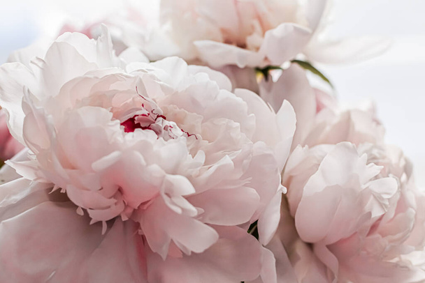 Μπουκέτο με λουλούδια παιώνιας ως πολυτελές floral φόντο, διακόσμηση γάμου και branding εκδήλωση - Φωτογραφία, εικόνα