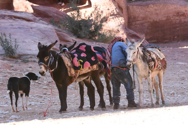 Oslové pracující jako přeprava a balení zvířat v Petře, Jordánsko. Přetrvávající zvířata používaná k přepravě turistů po starověkém Nabatean městě v horách. - Fotografie, Obrázek