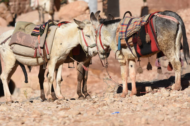 Ezels die als transport- en inpakdieren werken in Petra, Jordanië. Aanhoudende dieren vervoerden toeristen door de oude Nabatese stad in de bergen. - Foto, afbeelding