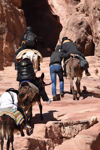 Burros trabalhando como transporte e embalar animais em Petra, Jordânia. Animais persistentes usados para transportar turistas ao redor da antiga cidade Nabateana nas montanhas
. - Foto, Imagem