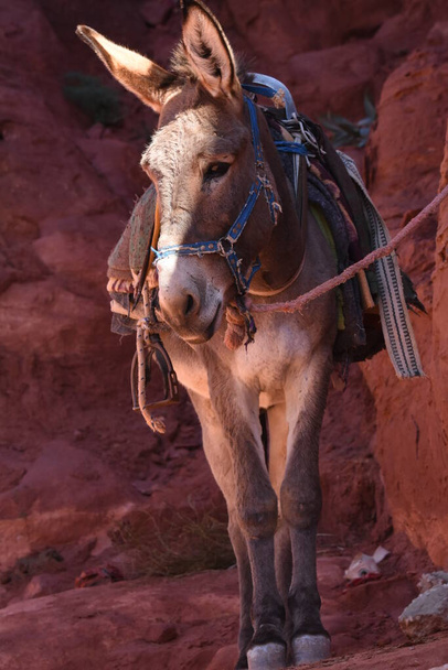 Osły pracujące jako transportowce i pakujące zwierzęta w Petrze, Jordania. Uporczywe zwierzęta używane do transportu turystów po starożytnym mieście Nabatean w górach. - Zdjęcie, obraz