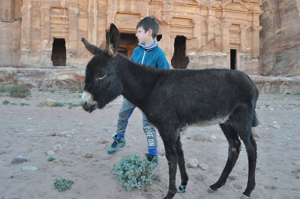 Szamarak szállítják és pakolják az állatokat Petrában, Jordániában. Állhatatos állatok szállították a turistákat az ősi Nabatean városban a hegyekben.. - Fotó, kép