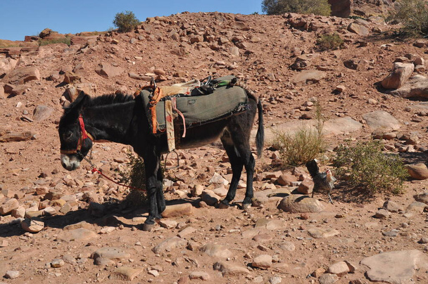 Oslové pracující jako přeprava a balení zvířat v Petře, Jordánsko. Přetrvávající zvířata používaná k přepravě turistů po starověkém Nabatean městě v horách. - Fotografie, Obrázek