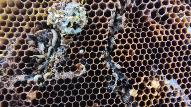 Μεγάλες και μικρές προνύμφες της αύξησης του κεριού σκώρος σε παλιές κηρήθρες, κλείστε τη ζωή της κάμπιας Galleriini, παράσιτο στην κυψέλη, μέλι που παράγουν πρόβλημα, μολυσμένα κύτταρα μέλισσας, ευρωπαϊκή μελισσοκομία - Πλάνα, βίντεο