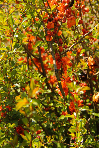 Florece naranja vivo de florecientes quince caenomeles arbusto..  - Foto, imagen