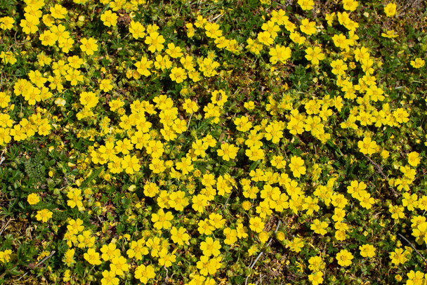 Κίτρινα άνθη του cinquefoil ως floral φόντο, Potentilla reptans ή Kriechende Fingerkraut - Φωτογραφία, εικόνα