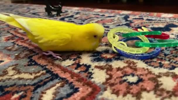 Klein geel budgie hebben plezier met zijn speelgoed over het tapijt binnen huis - Video