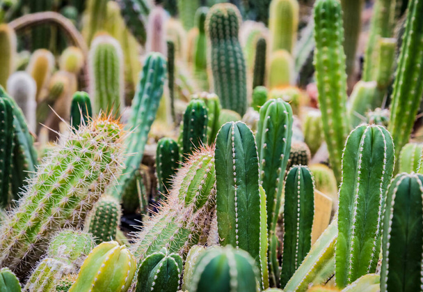Group of different cactus plants in botany garden - Photo, Image