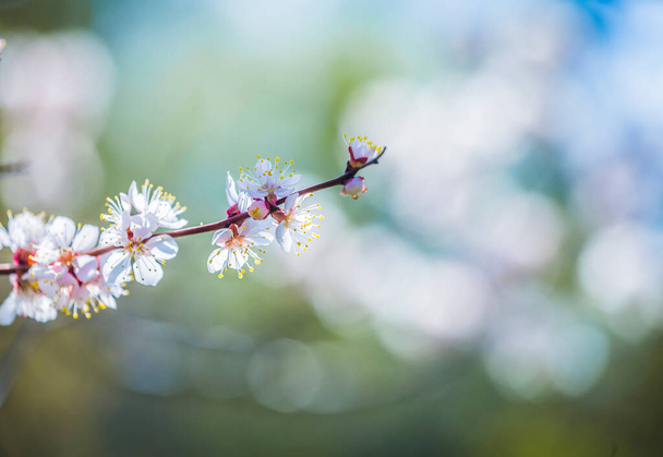 Абрикосове сливове дерево Цвіте весною, красиві білі квіти, м'який фокус. Макрозображення з простором копіювання. Природний сезонний фон
. - Фото, зображення