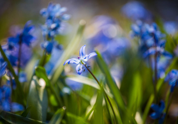 Крупный план нежных цветов голубой весенней сиберики на фоне природных лесов, выборочный мягкий фокус, весенний фон - Фото, изображение