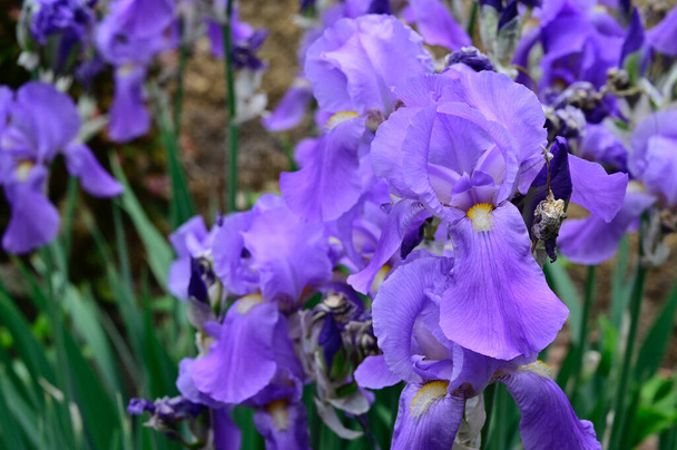 beautiful irises growing in garden at summer sunny day  - Photo, Image