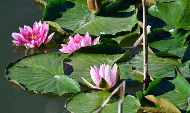 gyönyörű virágzó lótuszok nőnek tó nyári napon  - Fotó, kép