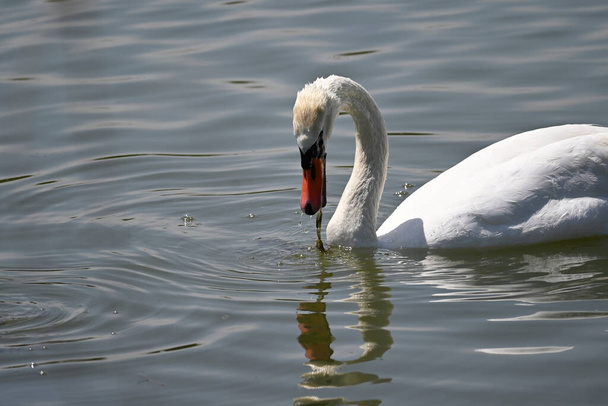 krásná bílá labuť plavání na vodní hladině jezera v letní den  - Fotografie, Obrázek