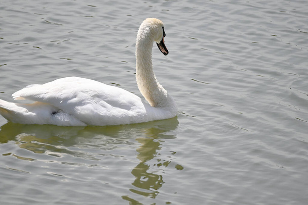 krásná bílá labuť plavání na vodní hladině jezera v letní den  - Fotografie, Obrázek
