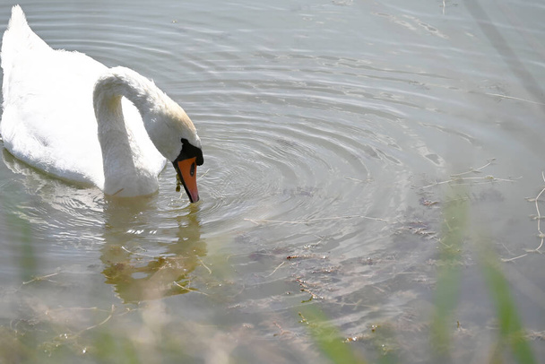 bellissimo cigno bianco che nuota sulla superficie dell'acqua del lago durante la giornata estiva  - Foto, immagini