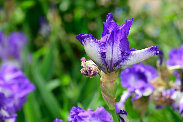 beautiful irises growing in garden at summer sunny day  - Photo, Image
