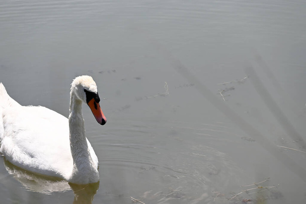 bellissimo cigno bianco che nuota sulla superficie dell'acqua del lago durante la giornata estiva  - Foto, immagini