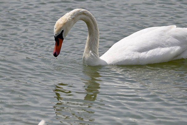 belo cisne branco nadando na superfície da água do lago no dia de verão  - Foto, Imagem