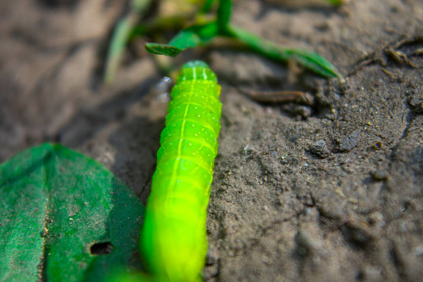 Zielona gąsienica czołgająca się po ziemi, makro - Zdjęcie, obraz