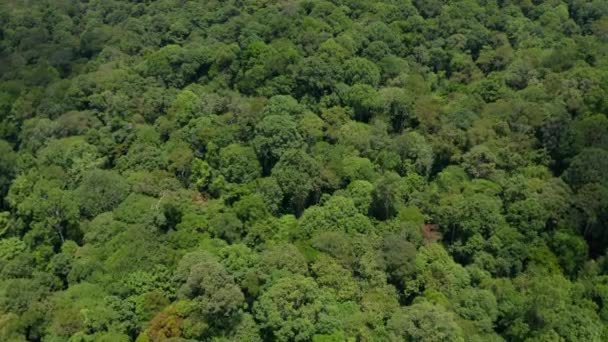 Imágenes aéreas de drones de la impresionante selva profunda Selva de Borneo isla
. - Imágenes, Vídeo