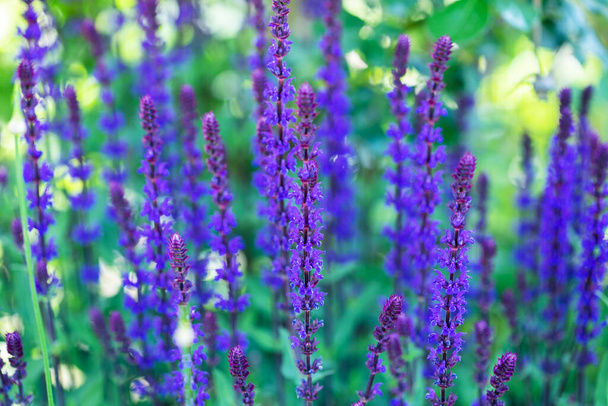 Sage plant lat. Salvia Officinalis . Background made from healing herbs - Photo, Image