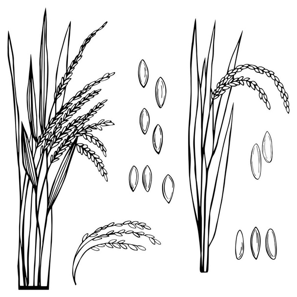 Spikelet of rice with the leaves on a white background. Vector sketch  illustration. - Vector, Image