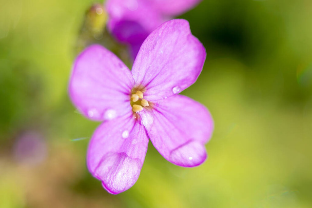 "紫のオーブリエタ"花やオーブリエタ・デルトアイデアの花。オーブリエタス(Aurietas)は、ヨーロッパ南部から中央アジアに咲く植物である。他の花を見て - 写真・画像