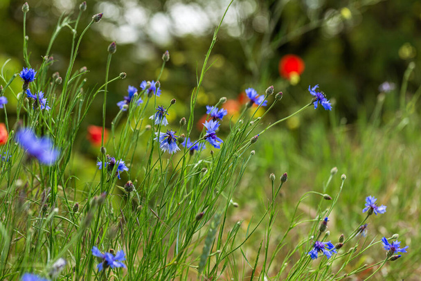 Blue cornflowers in the field. Beautiful wildflowers - blue cornflowers for cards, calendars, advertising banners. Summer rural landscape - Photo, Image