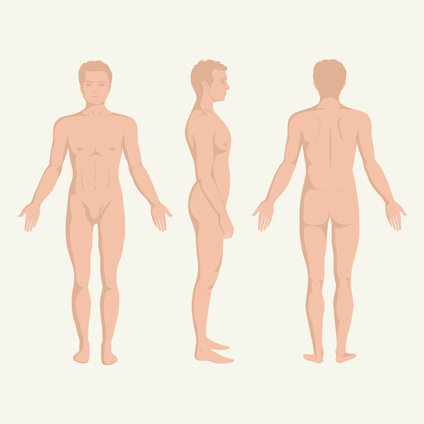 anatomia do corpo do homem, frente, costas e lado em pé vactor postura humana
 - Vetor, Imagem