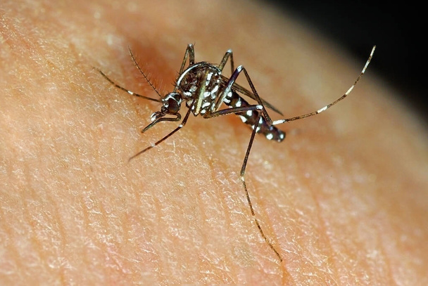 Aasialainen tiikeri hyttynen Aedes albopictus
 - Valokuva, kuva