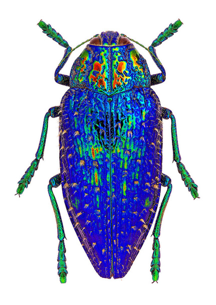 Jewel beetle Polybothris sumptuosa from Madagascar - Photo, Image