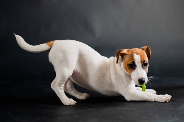 A cute little dog carries a tulip in his mouth and plays joyfully. Purebred puppy Jack Russell Terrier eats a yellow spring flower on a black background in the studio. - Foto, immagini