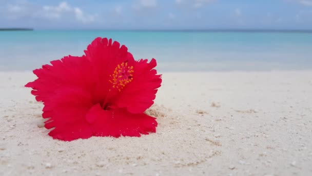 Red flower on the beach. Tropical paradise in Bora Bora, French Polynesia. - Footage, Video