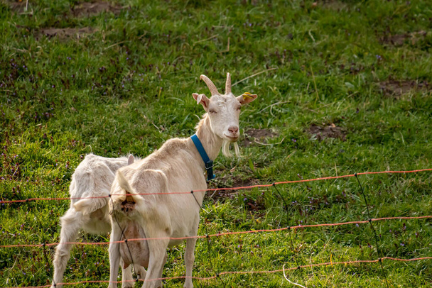 Two domestic goats in the fence - Photo, Image