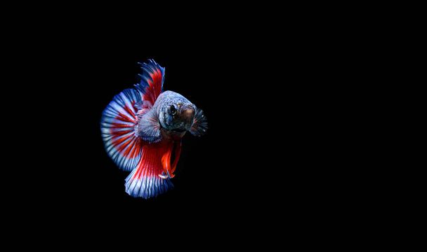 Betta fish, σιαμαία ψάρια μάχης, betta splendens απομονωμένα σε μαύρο φόντο - Φωτογραφία, εικόνα