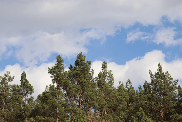 Ormanın üzerinde güneşli bir günde beyaz kabarık bulutlu güzel mavi gökyüzü. - Fotoğraf, Görsel