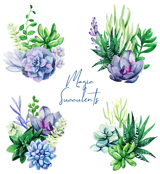 Set of four bright watercolor succulent plants bouquet - Vector, Image