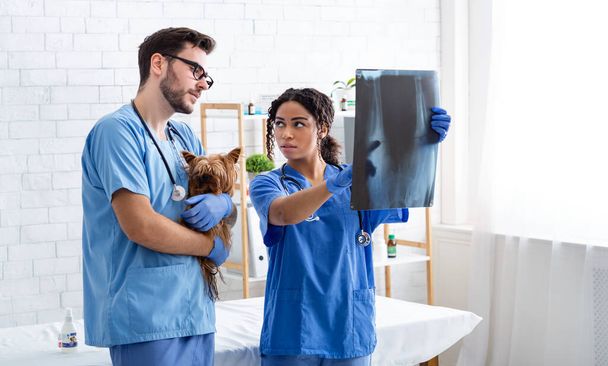 Dierenarts met assistent die röntgenfoto 's bestudeert in dierenziekenhuis, lege ruimte - Foto, afbeelding