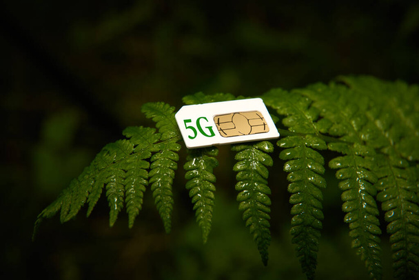 Телефонна SIM-карта на зеленому листі папороті
 - Фото, зображення