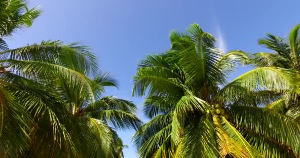 Looking at lush green palms from bottom. Tropical journey to Bali, Indonesia. - Footage, Video
