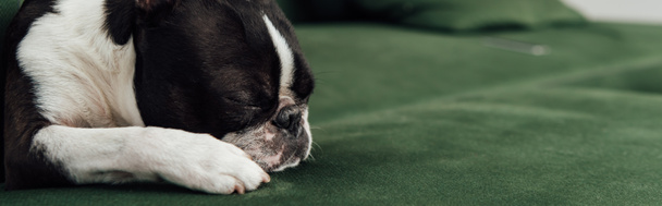 horizontales Bild der niedlichen französischen Bulldogge, die auf dem Sofa im Wohnzimmer schläft  - Foto, Bild