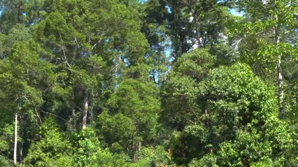 Naturaleza selva profunda con hojas verdes se balancean del viento con fondo de árbol verde y luz bokeh y suelo de madera
 - Imágenes, Vídeo