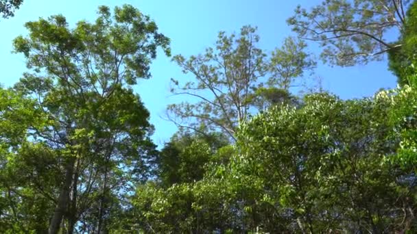 Naturaleza selva profunda con hojas verdes se balancean del viento con fondo de árbol verde y luz bokeh y suelo de madera
 - Imágenes, Vídeo
