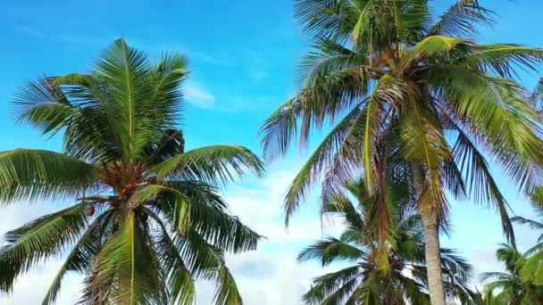 Olhando para palmeiras verdes na praia. Paisagem do Havaí, EUA. - Filmagem, Vídeo