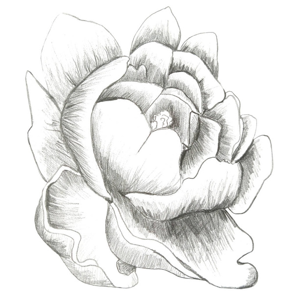 Peony flower,  illustration hand drawn by graphit pencil - Foto, imagen