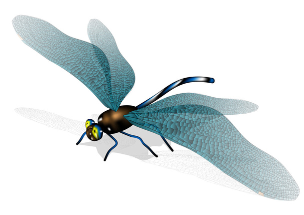 dragonfly - Vector, Image