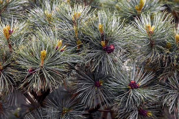 Creeping pine flower bloom surrounded with silver-blue needle leaves close up - Photo, Image